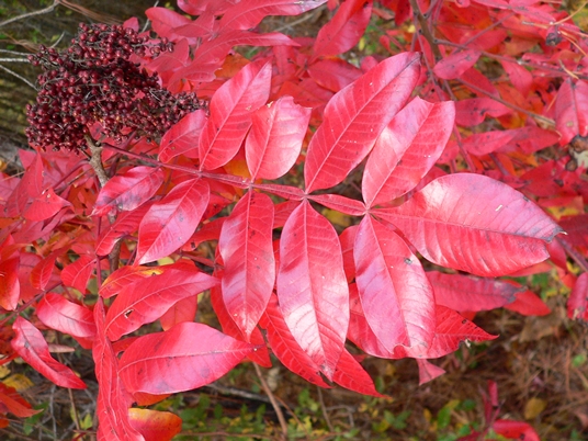 {Rhus copallinum}